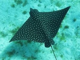 Key Largo Snorkeling Adventure