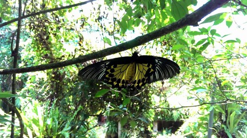 Kl Butterfly Park Admission Ticket Free Kl City Tour