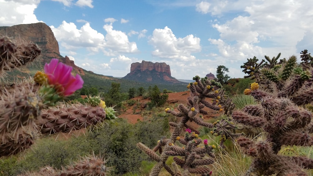 Small Group Sedona Single Day Tour