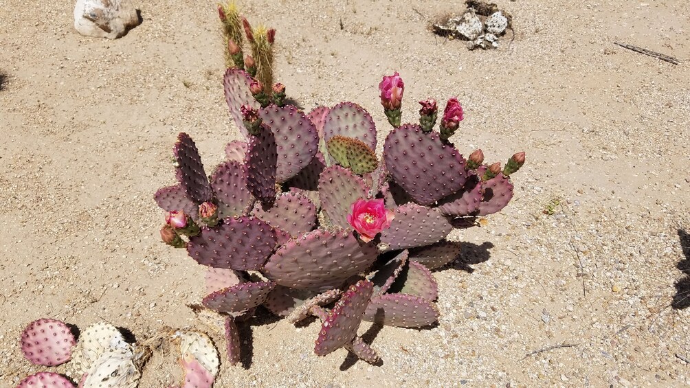 Small Group Apache Trail Single Day Tour