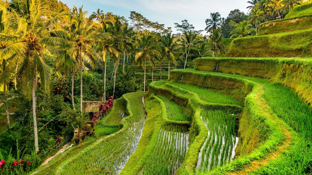 tour company ubud