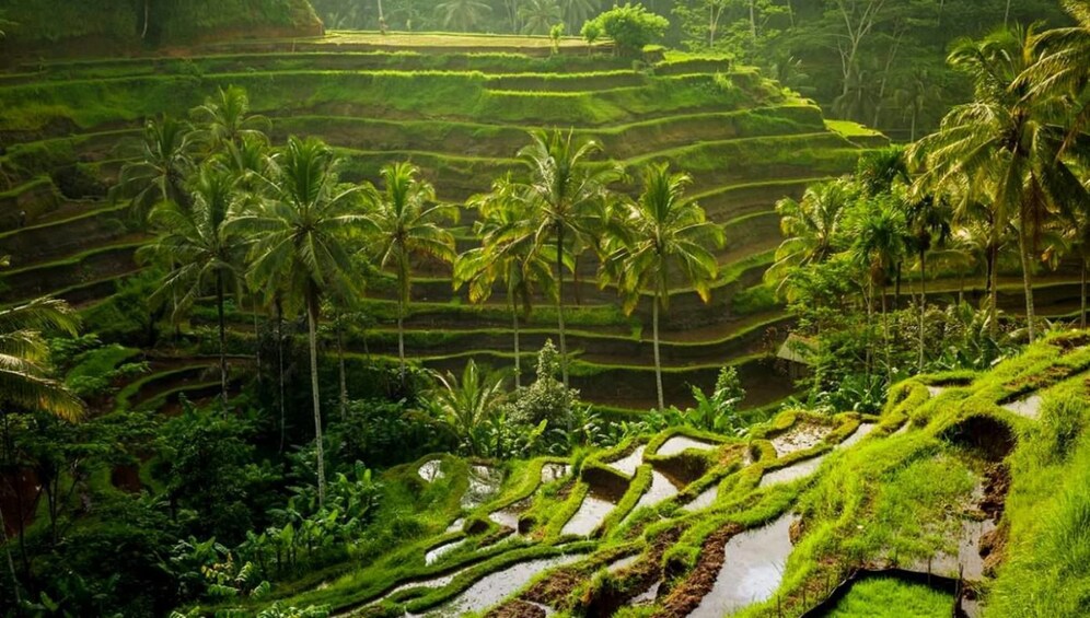 Show item 2 of 9. Terraced field in Bali