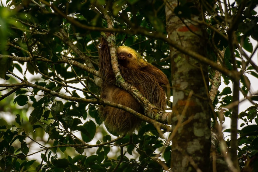 Sloth hangs in a tree in La Fortuna Forest in Costa Rica