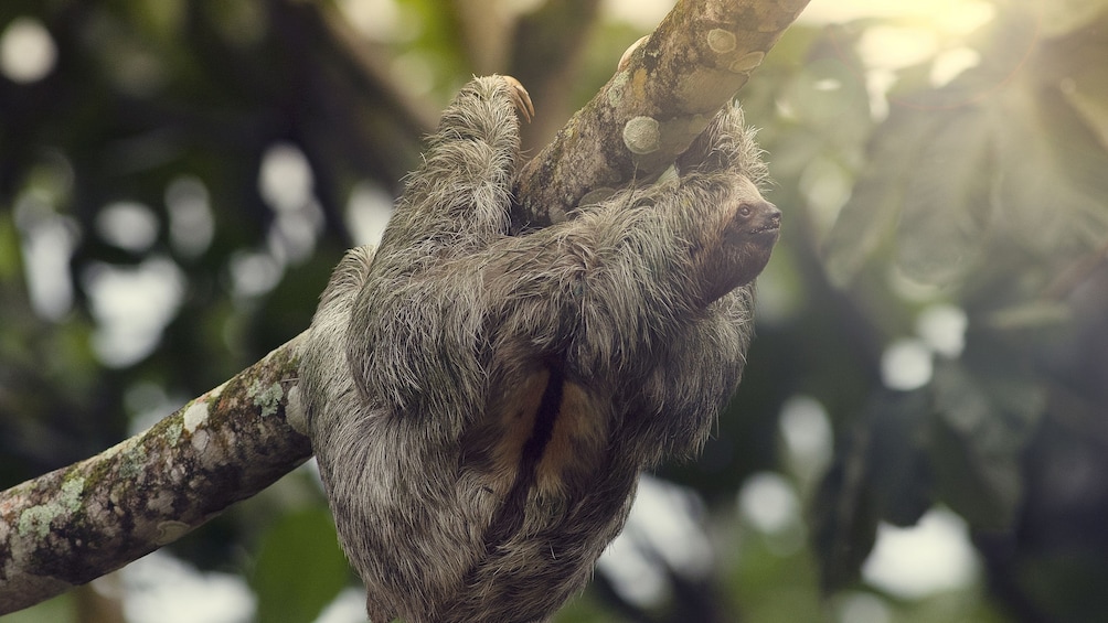 Closeup of sloth hanging from a small branch in La Fortuna forest
