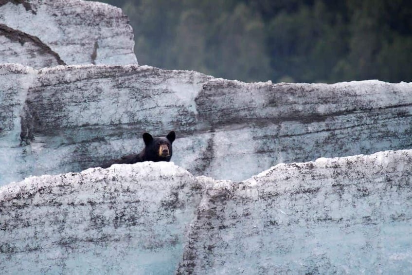 Bears, Trains and Icebergs- Full Day Tour
