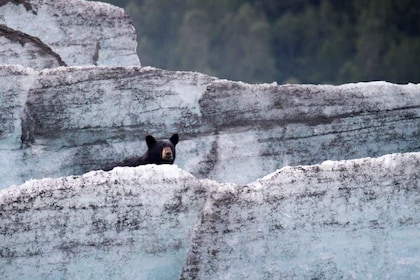 Bears, Trains and Icebergs- Full Day Tour 