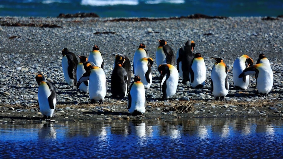 King Penguin & Tierra del Fuego Tour