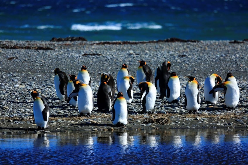 King Penguin & Tierra del Fuego Tour 