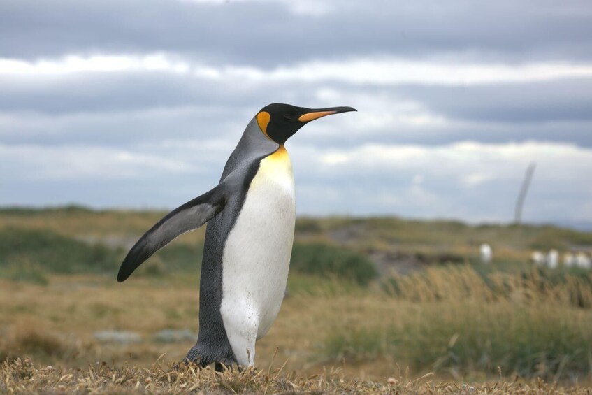 King Penguin & Tierra del Fuego Tour 