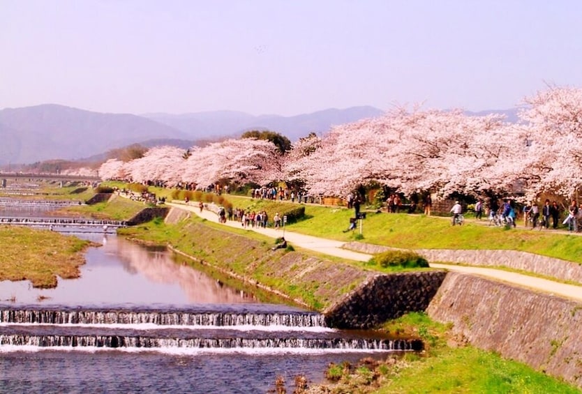 Cherry blossoms in Kyoto