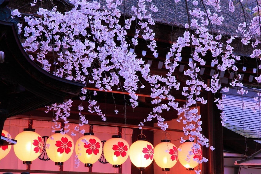 Cherry blossoms and lanterns in Kyoto, Japan