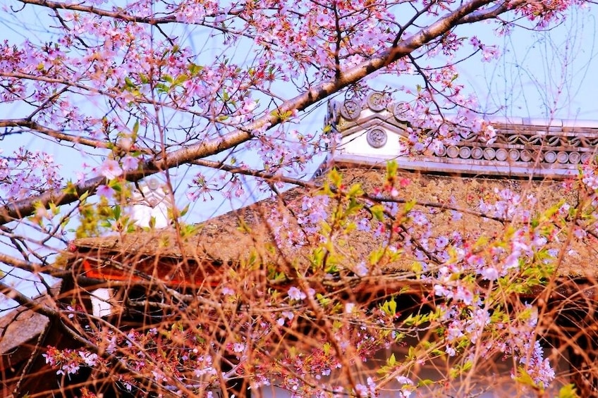 Cherry blossoms in front of building in Kyoto, Japan