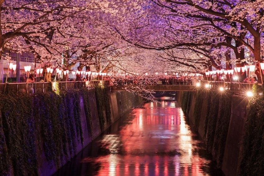 Gorgeous Hanami cherry blossoms in Meguro