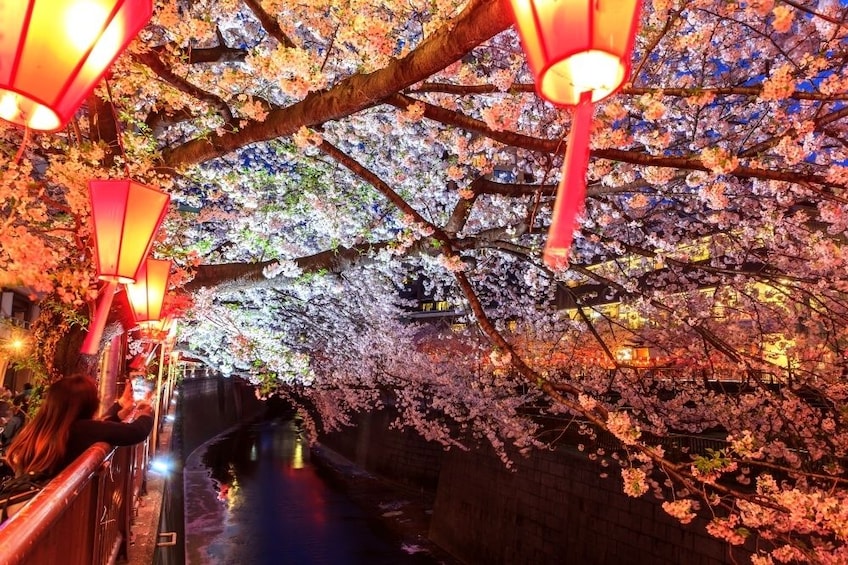 Lanterns hanging from cherry blossom trees in Meguro