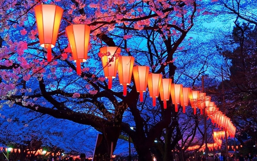 Lanterns in Hanami cherry blossom in Meguro