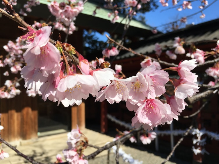 Close-up of some cherry blossoms in Taitō