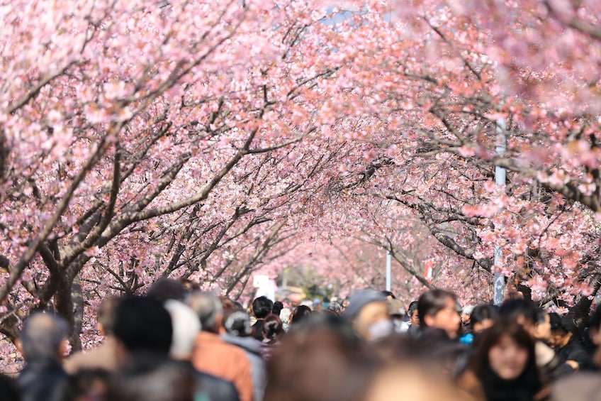 2024 Tokyo Spring Daytime (Cherry Blossom) Food Tour
