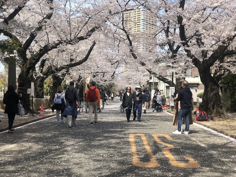 2020 Spring Tokyo Daytime Hanami (Cherry Blossom) Experience