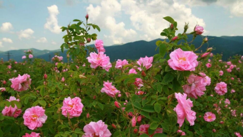 Rose Valley in Koprivshtitsa

