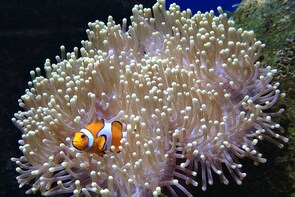Ticket to Aquarium Lanzarote in Costa Teguise