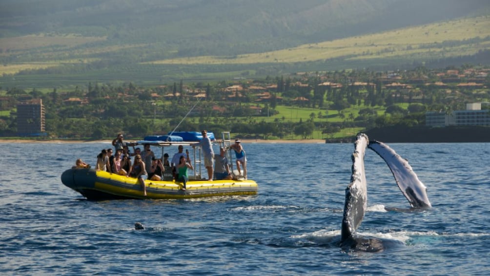 Show item 5 of 8. 2 Hour Small Group Whale Watch Tour