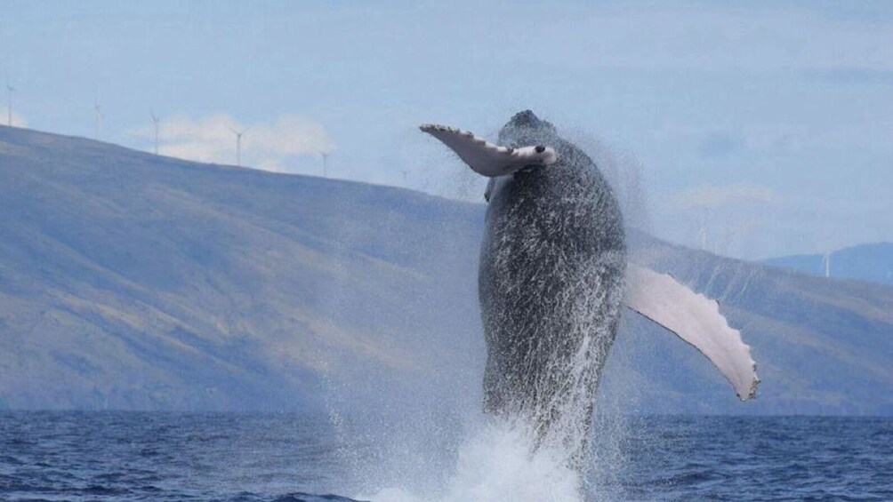 Show item 4 of 8. 2 Hour Small Group Whale Watch Tour