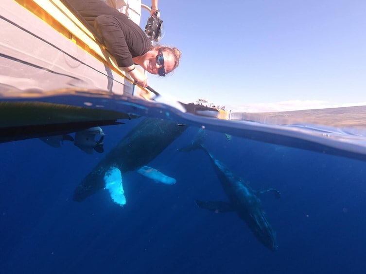 Show item 5 of 8. 2 Hour Small Group Whale Watch Tour