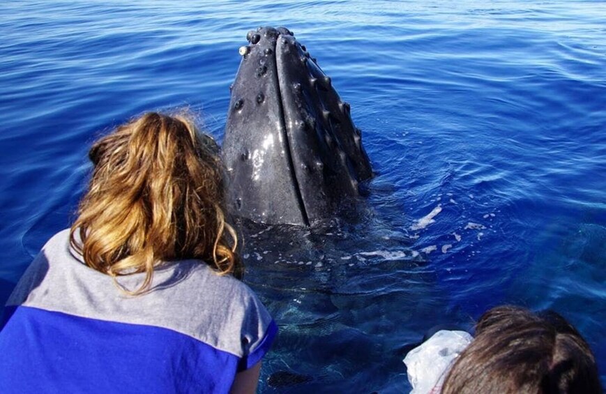 3 Hour Whale Watch Enthusiast Tour
