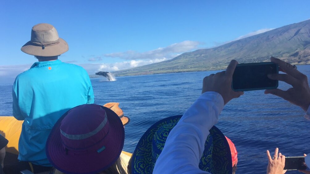 3 Hour Whale Watch Enthusiast Tour