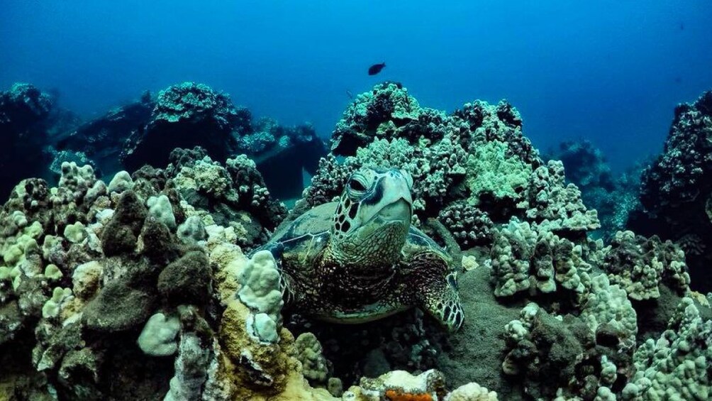 Sea turtle amongst coral under water near Lanai, Hawaii