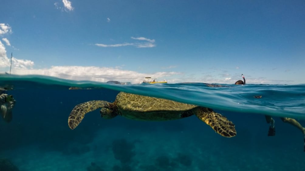 View above and below water of sea turtle