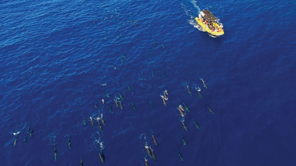 Aerial view of boat and large group of dolphins