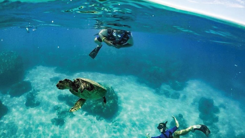 Snorkelers swim near a sea turtle 