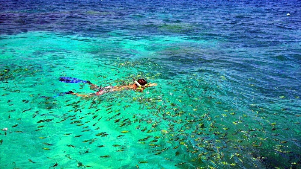 Snorkeler surrounded by fish in Phi Phi Islands in Thailand