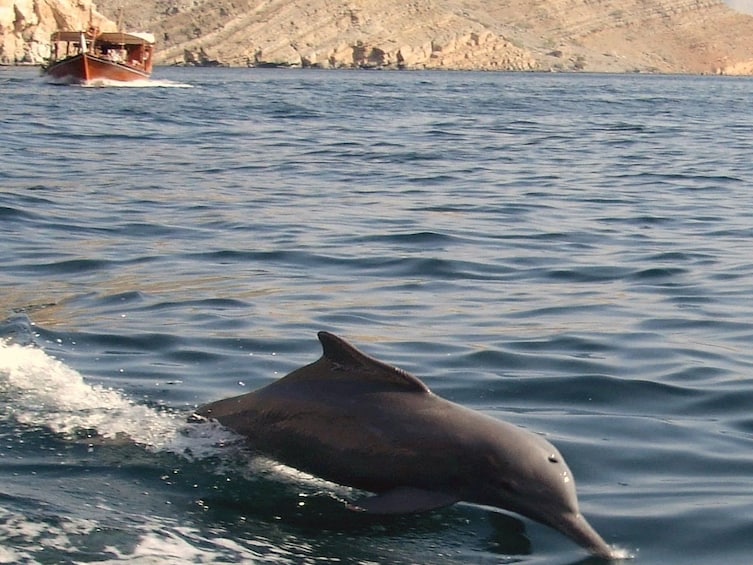 Dolphin breaks the surface off the Omani coastline