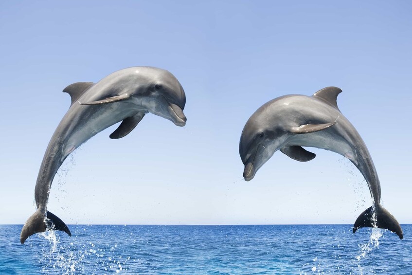 Two dolphins jump together off the Omani coastline