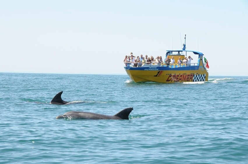 Dolphin watching boat with two dolphins surfacing in the foreground