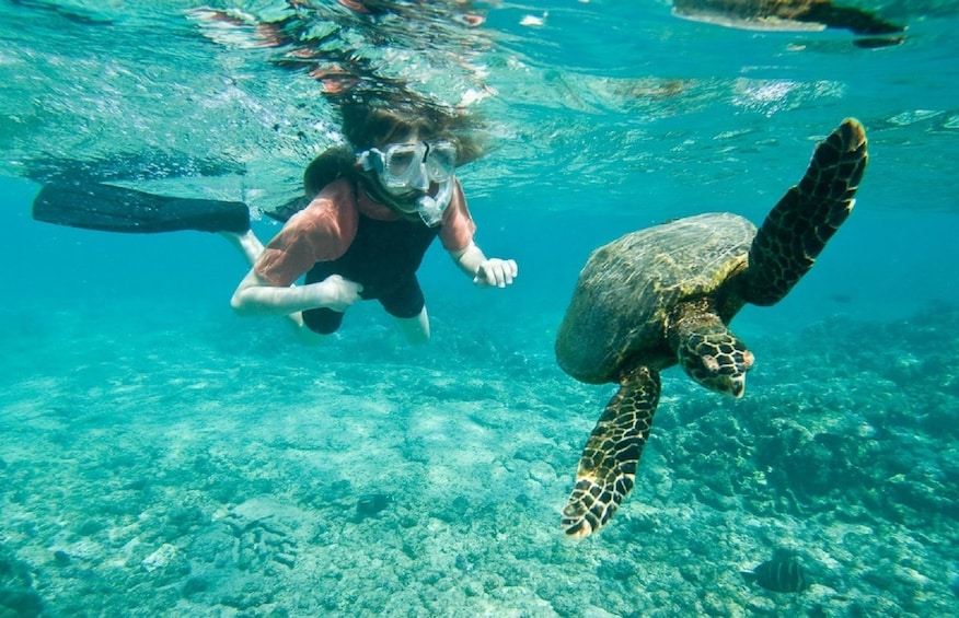 young snorkeler swims near turtle off the coast of Muscat