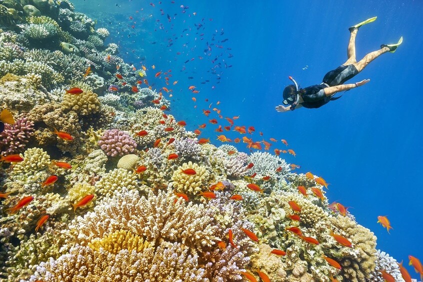 Snorkeler approaches reef as tropical fish swim about