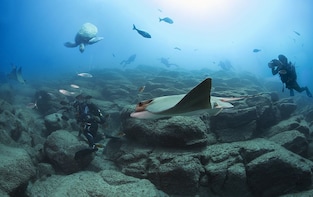 Scuba Diving Submersion for Certified Divers in Tenerife