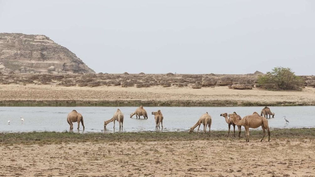 Camels along the