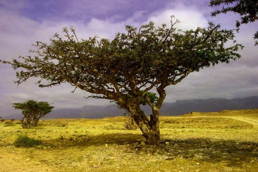 A Frankincense tree in Oman