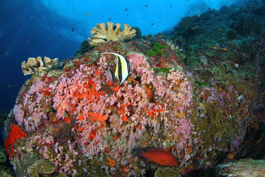 Fish and coral off the coast of the Similan Islands in Thailand