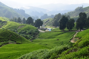 Cameron Highlands "Garden of Nature" Full Day Tour