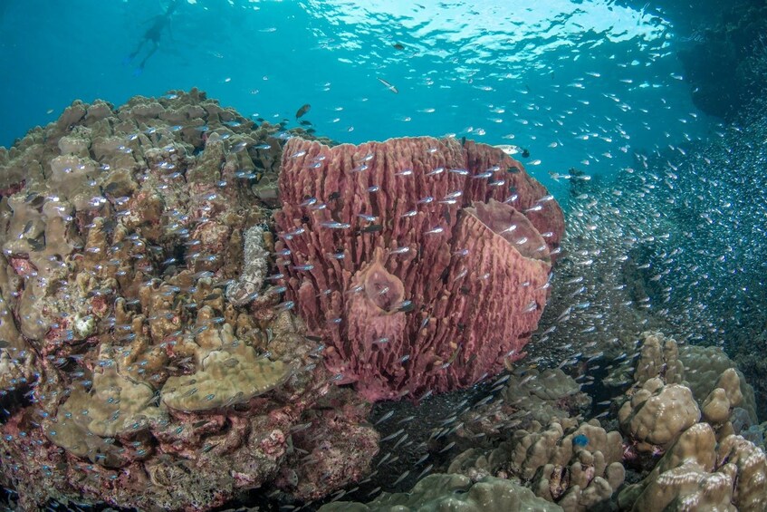 Fish and coral reef in Thailand