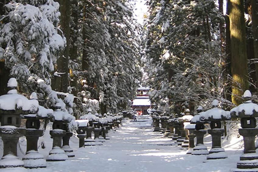 Snow-covered, tree-lined path in Japan