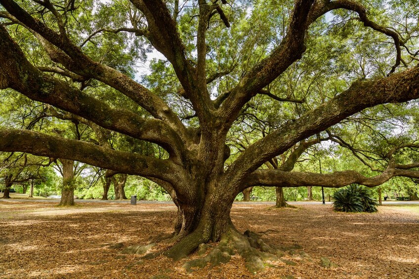 New Orleans Sightseeing City Tour