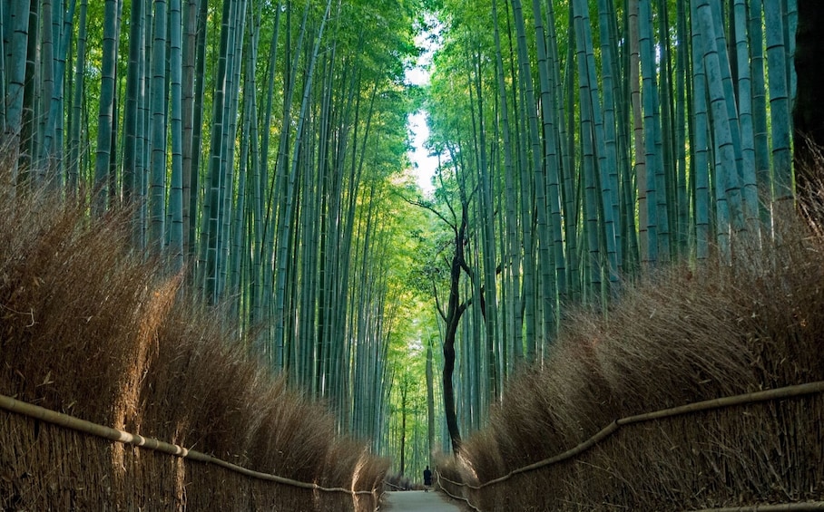 From Osaka/Kyoto: Kyoto and Nara 1-Day Bus Tour