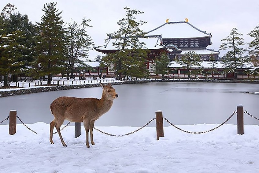Deer in the snow by a pond and temple in Japan