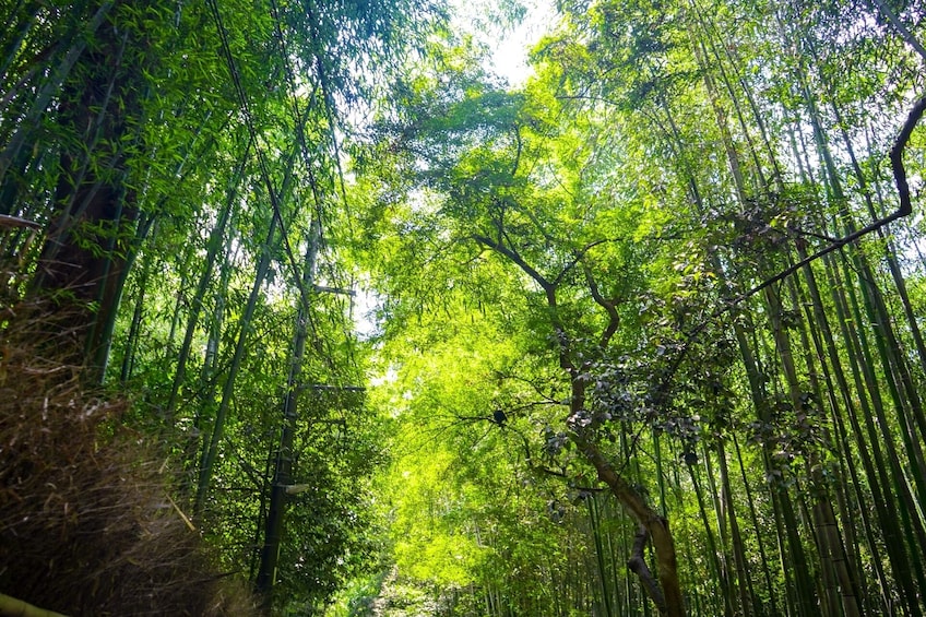 From Osaka/Kyoto: Kyoto and Nara 1-Day Bus Tour
